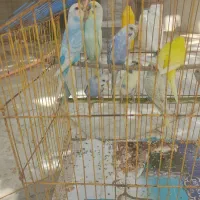 مرغ عشق زیبا مولد