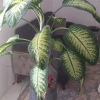گلدان با گل دیفن
