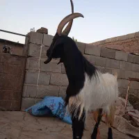 نربز|حیوانات مزرعه|تربتحیدریه, پائین ولایت|دیوار