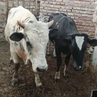 گوساله و گستر ( گاو)