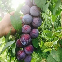 اجاره باغ آلو شاهیندژ کشاورز میاندواب مهاباد و...