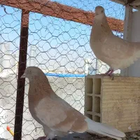 کفتر کبوتر زرد پرشی