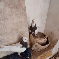 کفتر طوقی