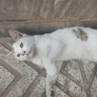 واگذاری رایگان گربه