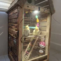 عروس هلندی بدون قفس