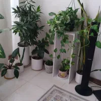 تعدادی گلدان طبیعی
