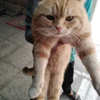 گربه خانگی پرشین