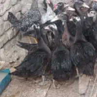 اردک اسرائیلی