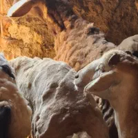 80 راس دام بره نر گوشتی دشت مغان ،اردبیل