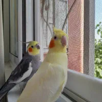 جفت عروس هلندی مولد