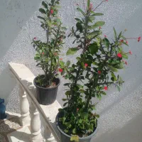 این ۹عدد گل فقط ۱۵۰۰