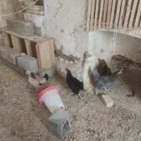 فروش مرغ محلی