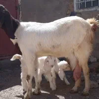 شاه بز پاکستانی با دوبزغاله سانن