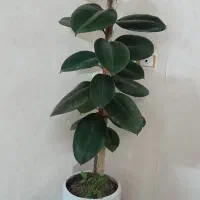 گل فیکوس
