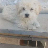 یک عدد سگ مهربون