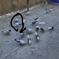 گمشده