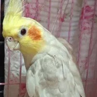 عروس هلندی نر و ماده