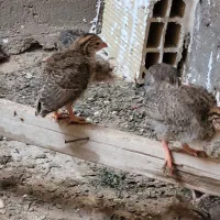 جوجه شاخدار ۴۰ روزه