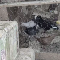جوجه نسلدار خوشگل زرنگ
