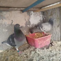 فروش تعدادی کبوترپلاکی