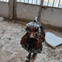 خروس سلطان زیبا