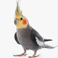 عروس هلندی