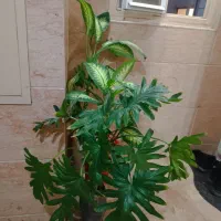 سه عدد گل و گلدان بزرگ