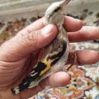 جوجه سهره کرمانی