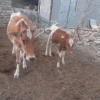 گاو و گوساله