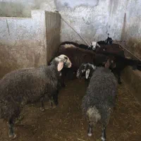 ۴ عدد بره نر