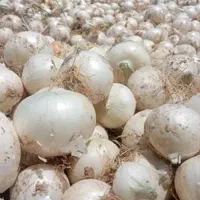 فروش پیاز محلی تازه