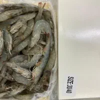 میگو پرورشی، فقط عمده