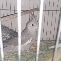مرغ‌عشق  مرغ‌عشق  عروس عروس قشنگ
