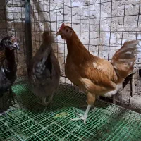مرغ زینتی جوان، رسمی و قلمسیاه ۸ ماهه