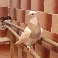 طوقی نر