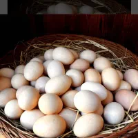 تخم مرغ محلی