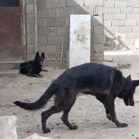 ژرمن بلک ماده