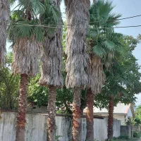 پالم زینتی