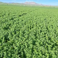 یونجه با کیفیت