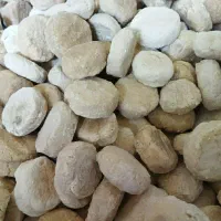 کشک گوسفندی