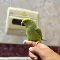 طوطی ملنگو