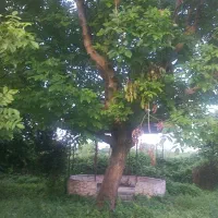 فروش درخت گردو