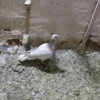 کبوتر|پرنده|مشهد, شهرک بهارستان|دیوار