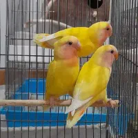 طوطی برزیلی