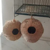لانه فنج ومرغ عشق