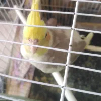 عروس هلندی ماده