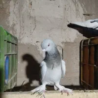 ترکیه  ماده
