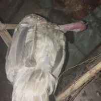 مرغ