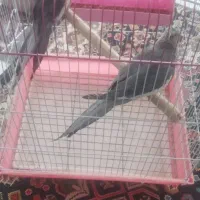 عروس هلندی نر