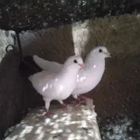 دم سیاه اسطوره